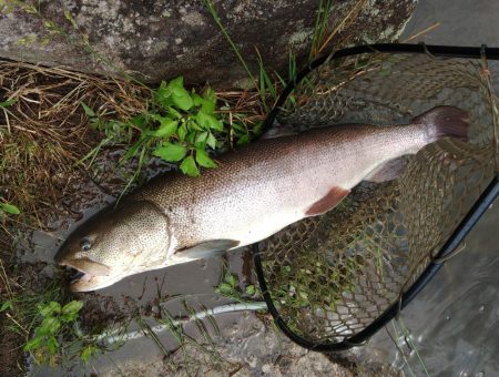 イトウを２匹キャッチ！